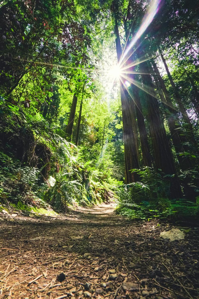 Muir Woods